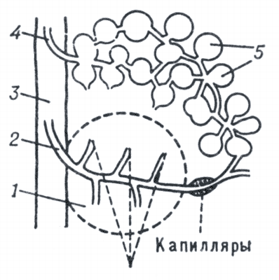 Рис. 3. Схема кровообращения в селезёнке.